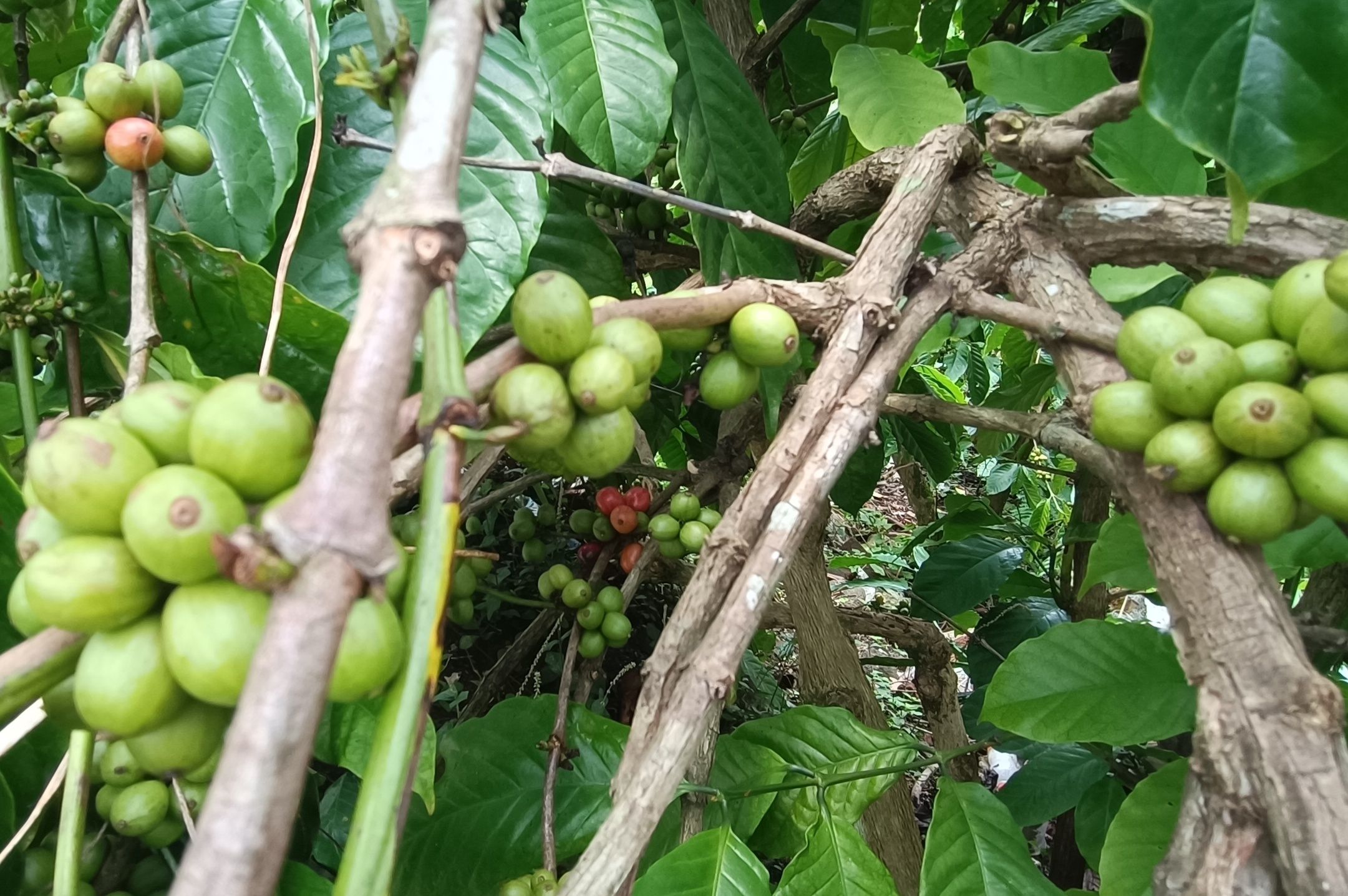 Kopi Hijau, Rahasia Tersembunyi di Balik Biji Kopi Muda