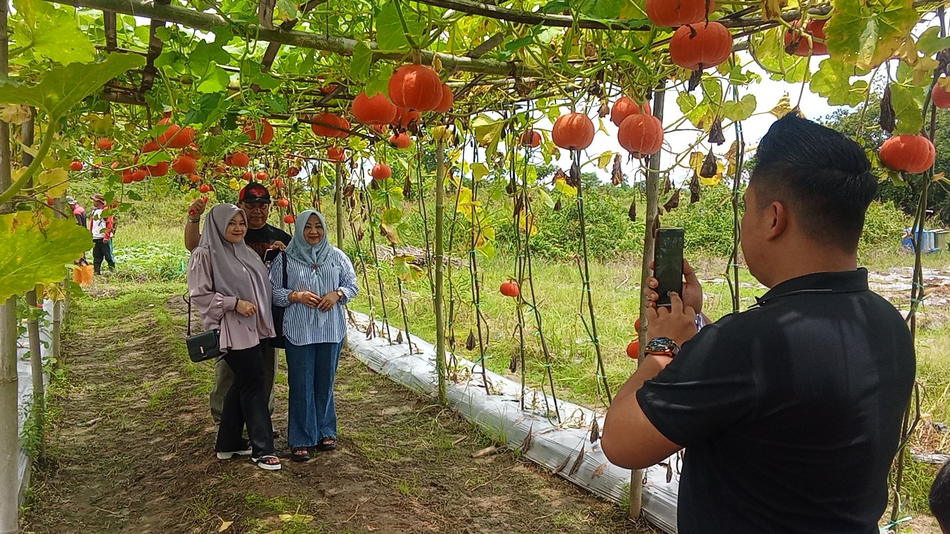 Dari Tanah Juwata Permai, Labu Jepang Menjadi Cerita Baru Warga