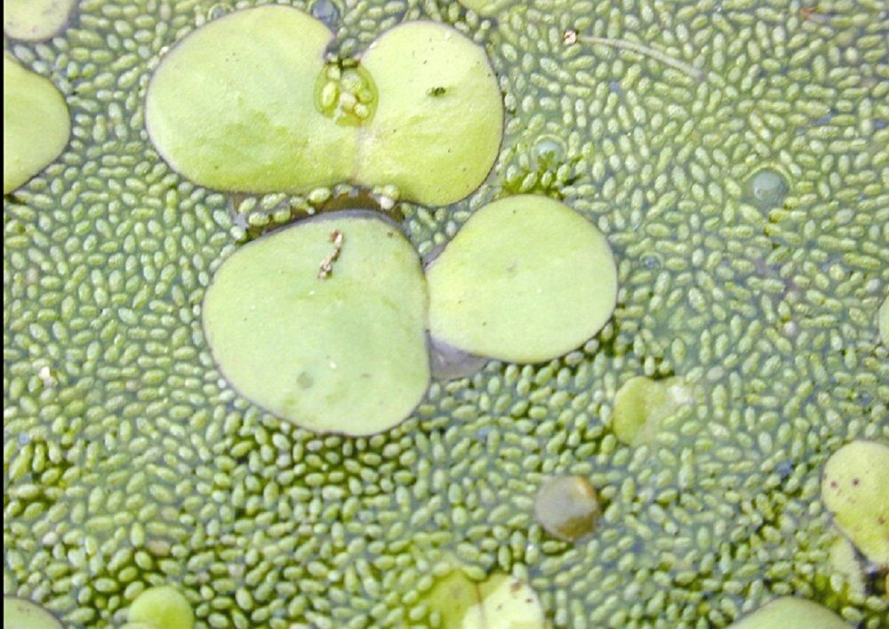 Keajaiban Wolffia Globosa: Tanaman Berbunga Terkecil yang Jadi Superfood Masa Depan