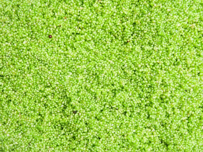 Keajaiban Wolffia Globosa: Tanaman Berbunga Terkecil yang Jadi Superfood Masa Depan