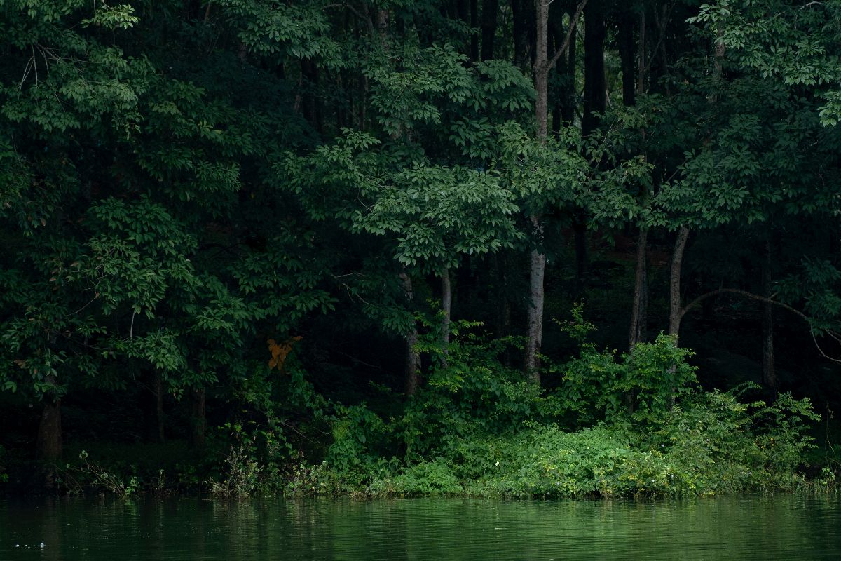 Keajaiban Wood Wide Web yang Menjadi Sistem Komunikasi Rahasia Pohon di Dasar Hutan