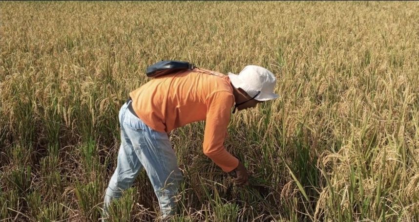 Air Laut Berdampak Buruk Pada Pertanian, Unit Pengembangan UMKM Bank Indonesia Tegal Beri Tanggapan