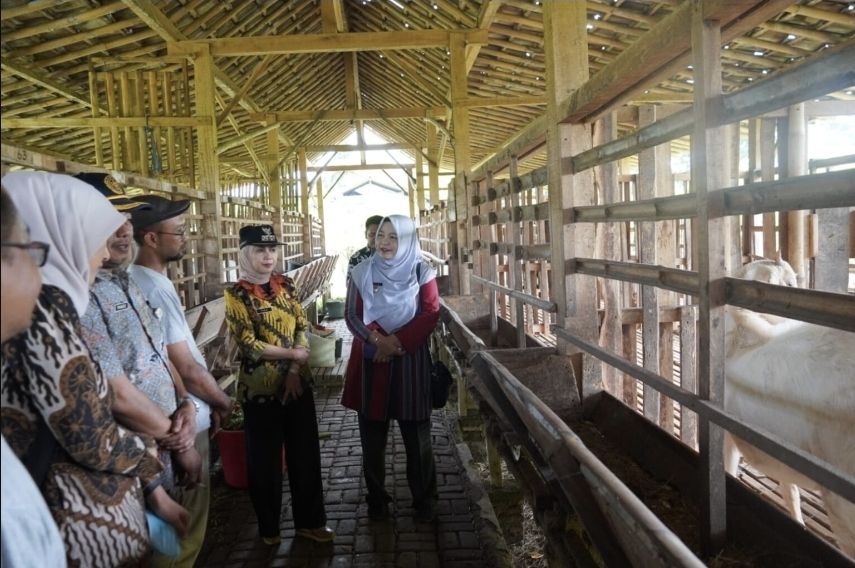 Sebanyak 100 Hewan Ternak di Peternakan Bumi Hijau Terpantau Sehat, Jelang Hari Raya Idul Adha