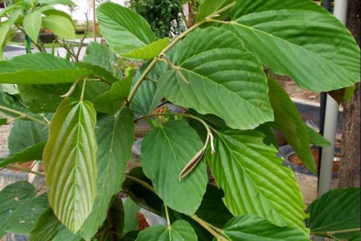 Peneliti Temukan Senyawa Antikanker dari Daun Apa-Apa