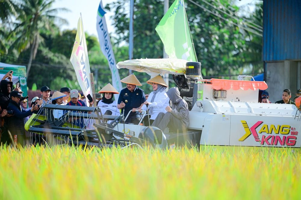 Panen Raya di Pinrang Tembus 6,8 Ton per Hektare, Perkuat Peran Sulsel sebagai Lumbung Pangan Nasional