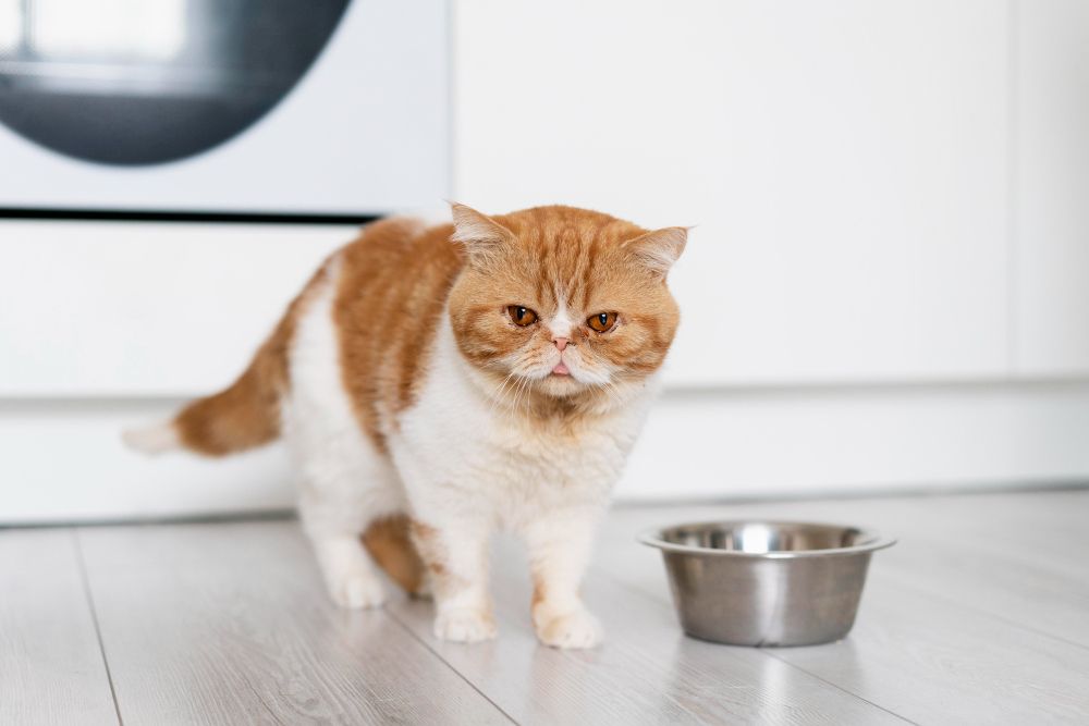 Kenapa Kucing Tiba-Tiba Mogok Makan, Ini Sebabnya
