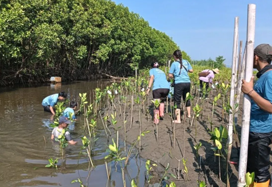 Malibu Beachfront Tanam 1.000 Mangrove di Pantai Tirang