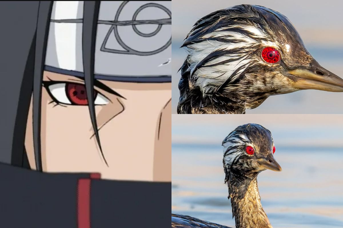 Unik! Burung Pimpollo Punya Mata Merah Mirip Sharingan di Dunia Nyata