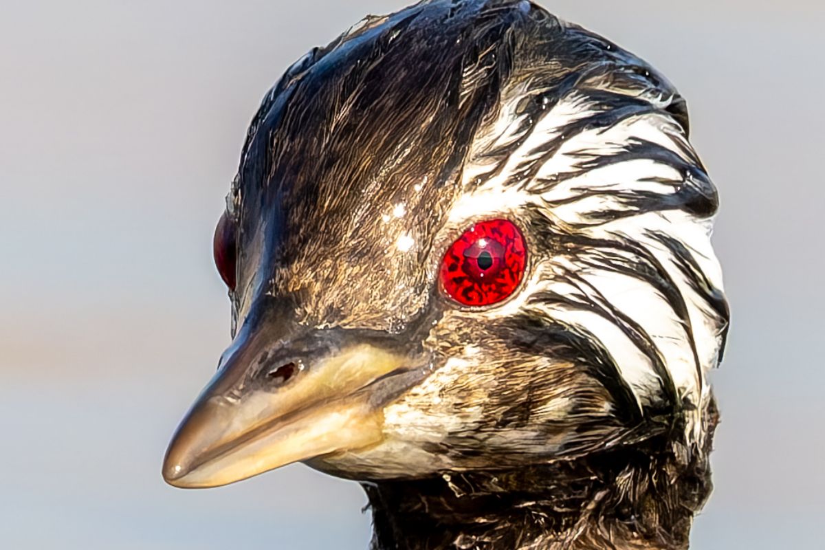 Unik! Burung Pimpollo Punya Mata Merah Mirip Sharingan di Dunia Nyata