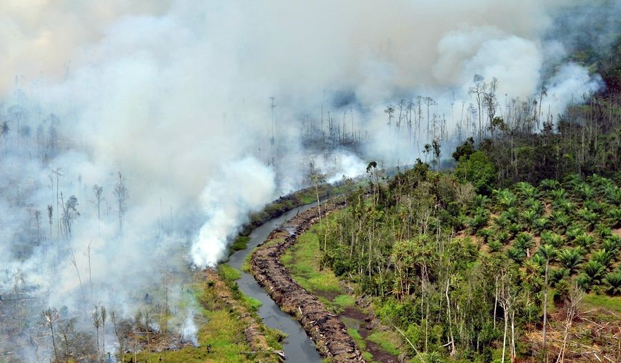 BPBD Papua Himbau Warga Tidak Lakukan Pembakaran Lahan Jelang Kemarau