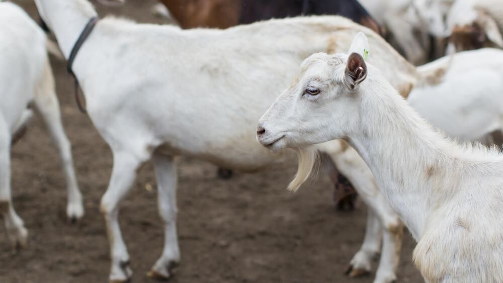 Harga Kambing Kurban 2026 di Sultra Mulai Bergerak, Ini Rincian Terbaru yang Perlu Kamu Tahu