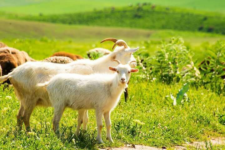 Persiapan Idul Adha 2026: Daftar Kisaran Harga Kambing di Berbagai Lapak Kota Jambi
