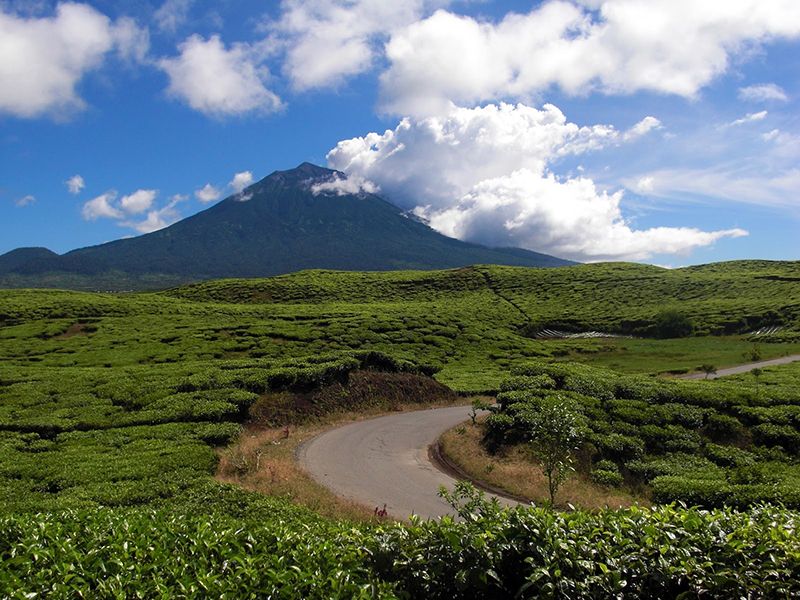 Ingin Healing ke Alam? Simak Panduan Lengkap Wisata Taman Nasional di Jambi