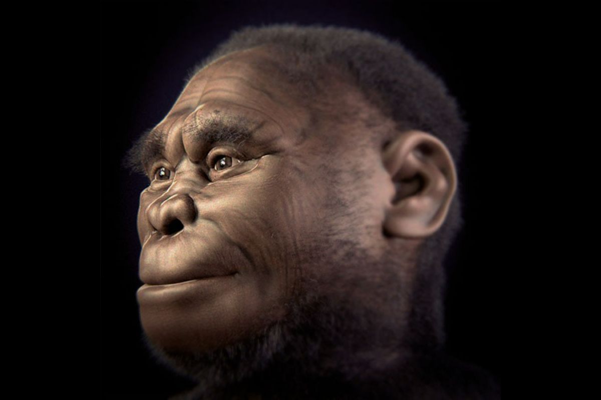 Fakta Unik Homo Floresiensis Manusia Hobbit yang Mengguncang Dunia Sains