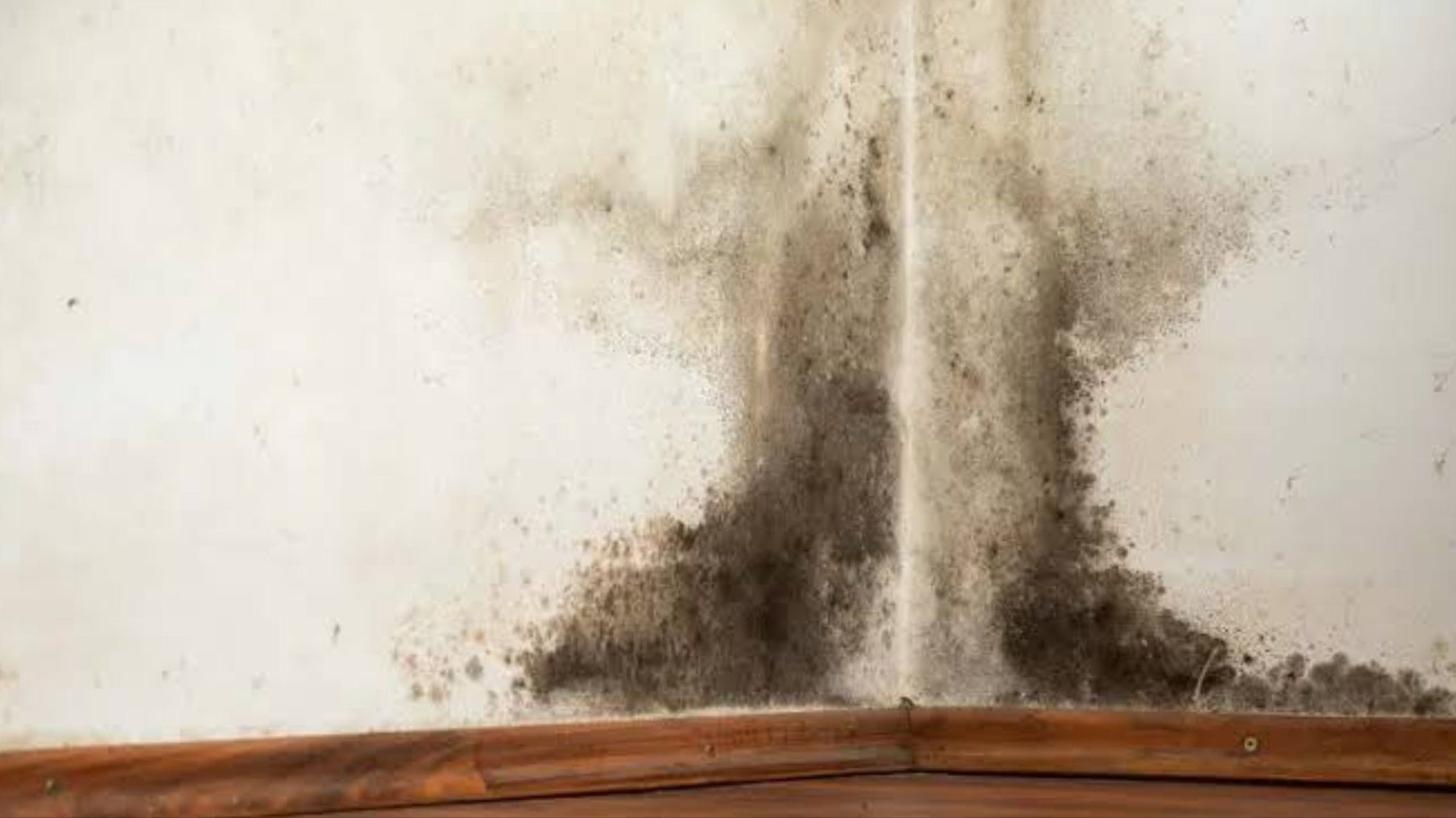 Cara Menghilangkan Black Mold di Kamar Mandi Secara Aman dan Tuntas
