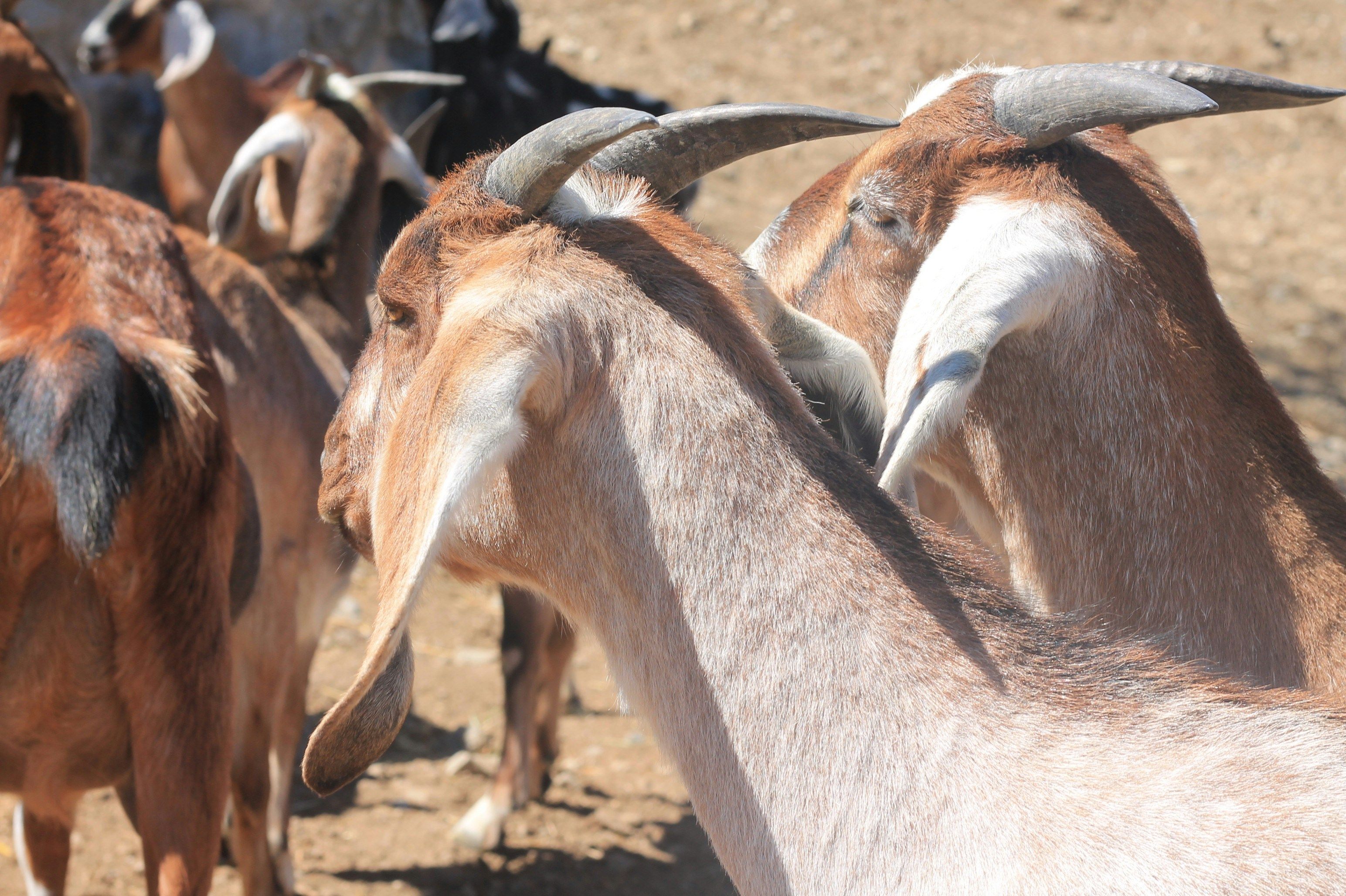 Harga Kambing Kurban di Kaltim Naik 15 Persen Tahun Ini
