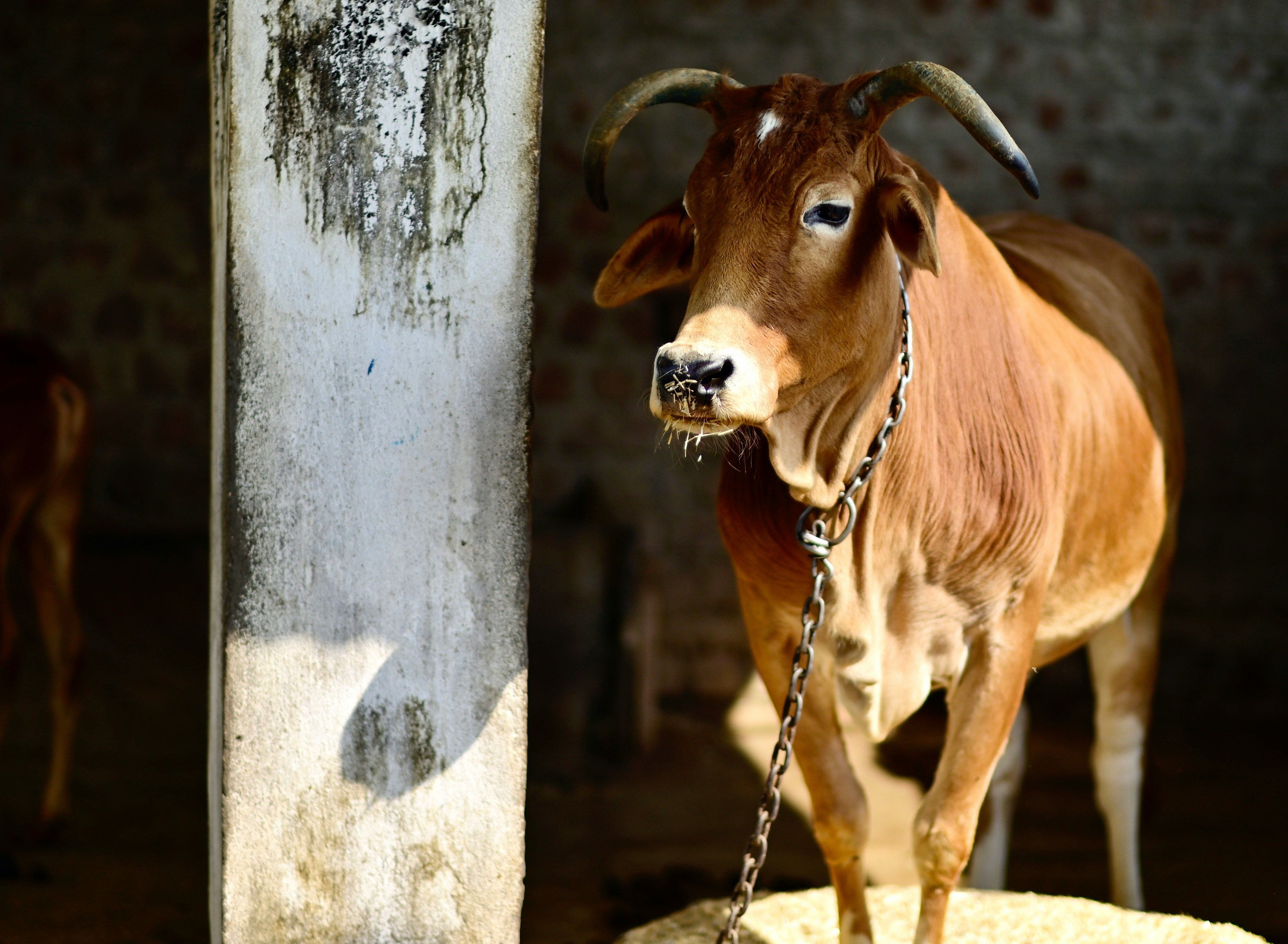 Update Harga Sapi Kurban Kaltim 2026