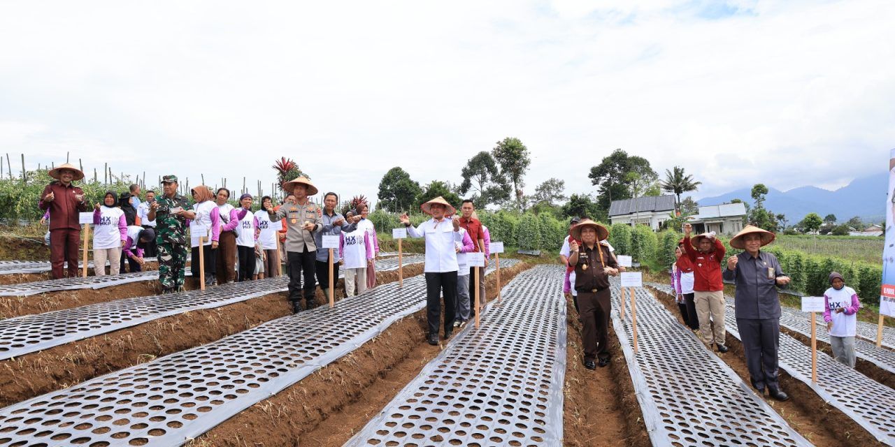 Komoditas Bawang Putih Mulai Dikembangkan Petani di Lampung Barat