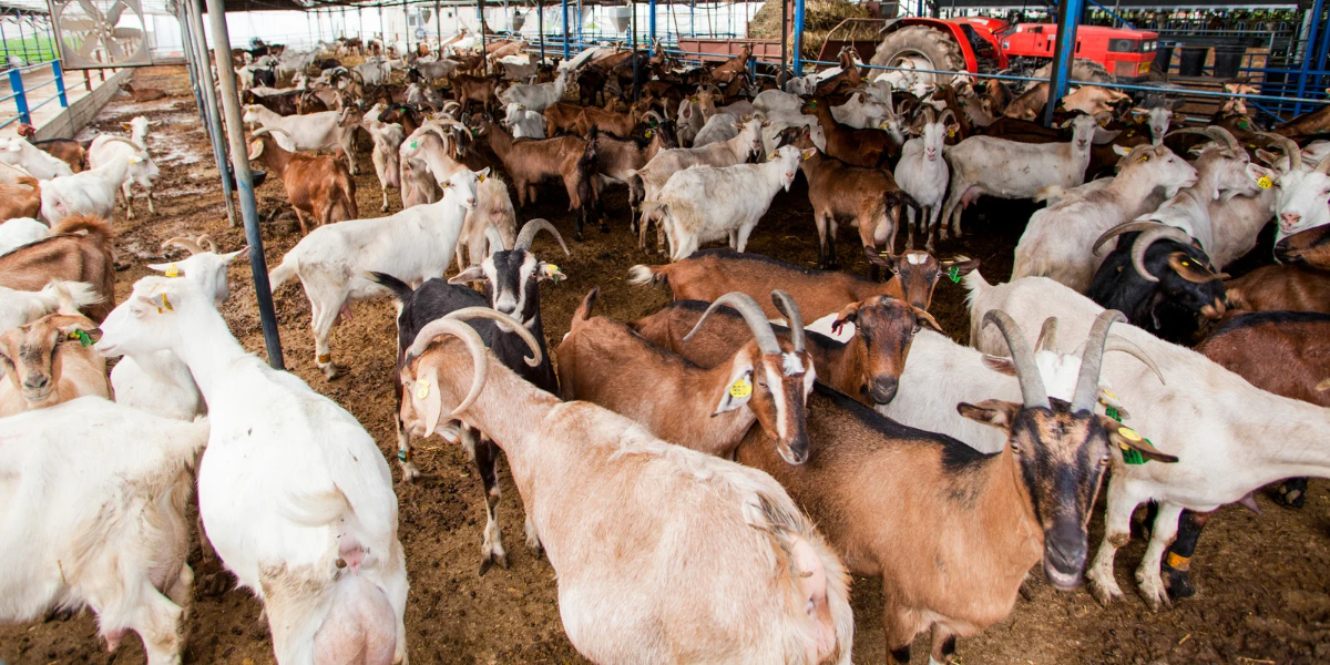 Jangan Asal Beli! Ini Syarat Sah Kambing Kurban Menurut Syariat Islam
