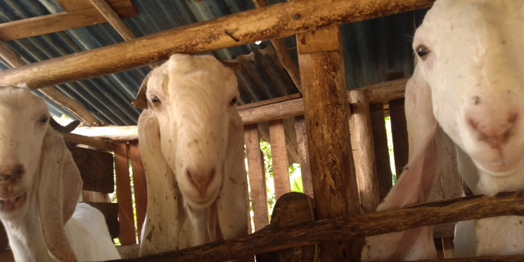 Berapa Usia Minimal Kambing Kurban? Simak Panduan dan Tips Memilihnya di Sini