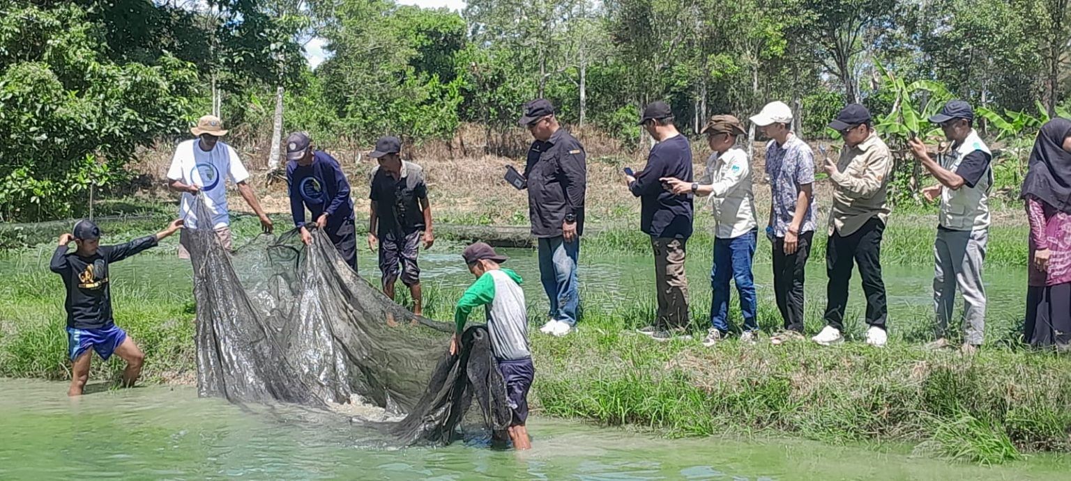 Panen Perdana Papuyu di Karang Intan: Bukti Keberhasilan Hibah Perikanan Kalsel