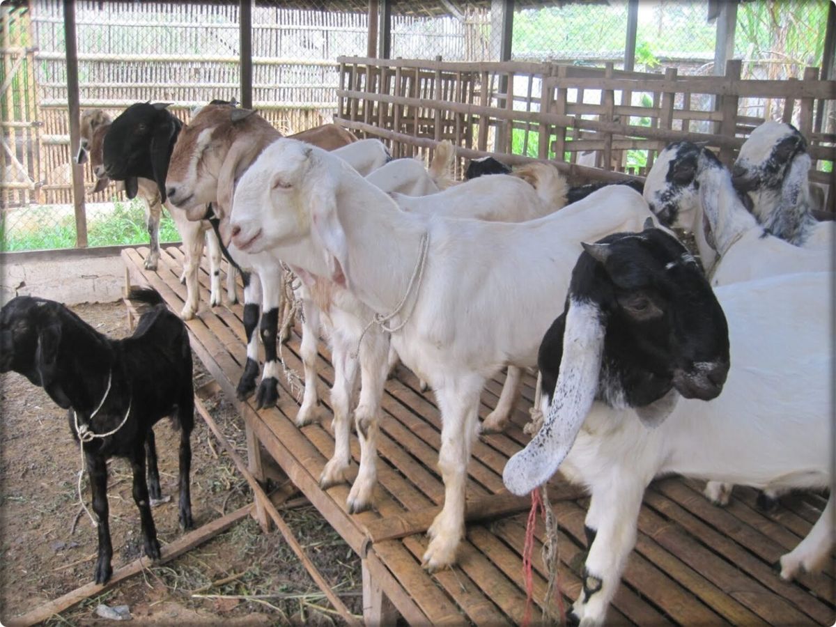 Apakah Boleh 1 Orang Kurban 2 Kambing? Cek Hukum dan Keutamaannya di Sini!