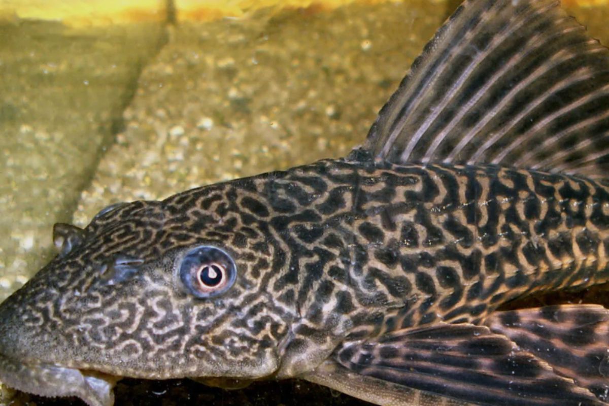 6 Bahaya Makan Ikan Sapu-sapu Bagi Kesehatan yang Jarang Dibahas