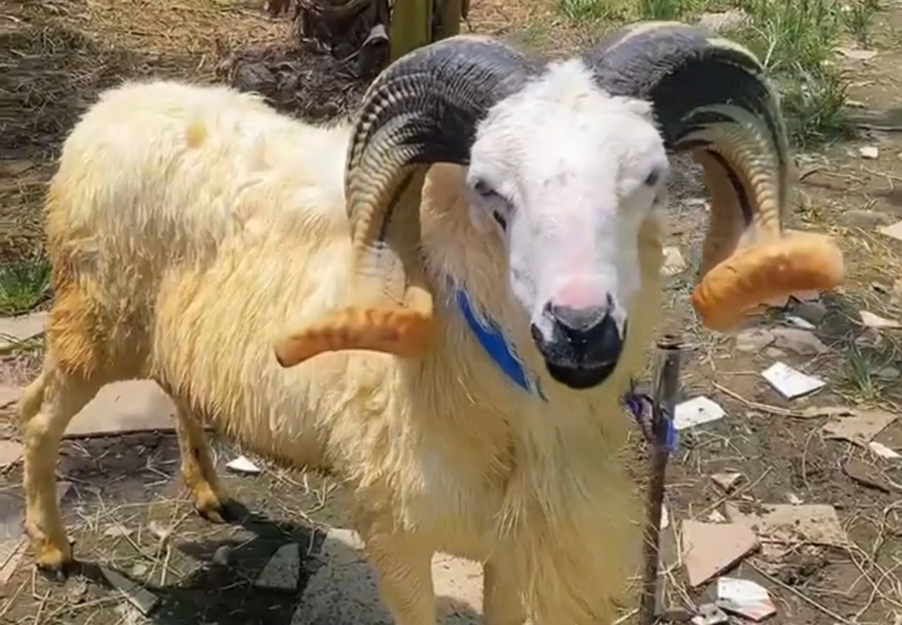 Syarat Kambing untuk Kurban: Panduan Lengkap bagi Umat Muslim