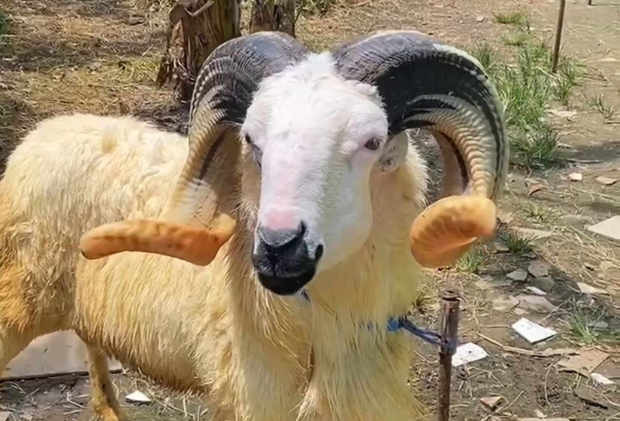 Syarat Kambing untuk Kurban: Panduan Lengkap bagi Umat Muslim