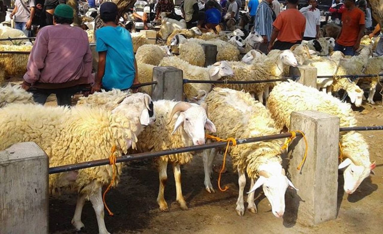 Update Harga Kambing Jelang Idul Adha 2026 2jt Hingga 3jt Rupiah