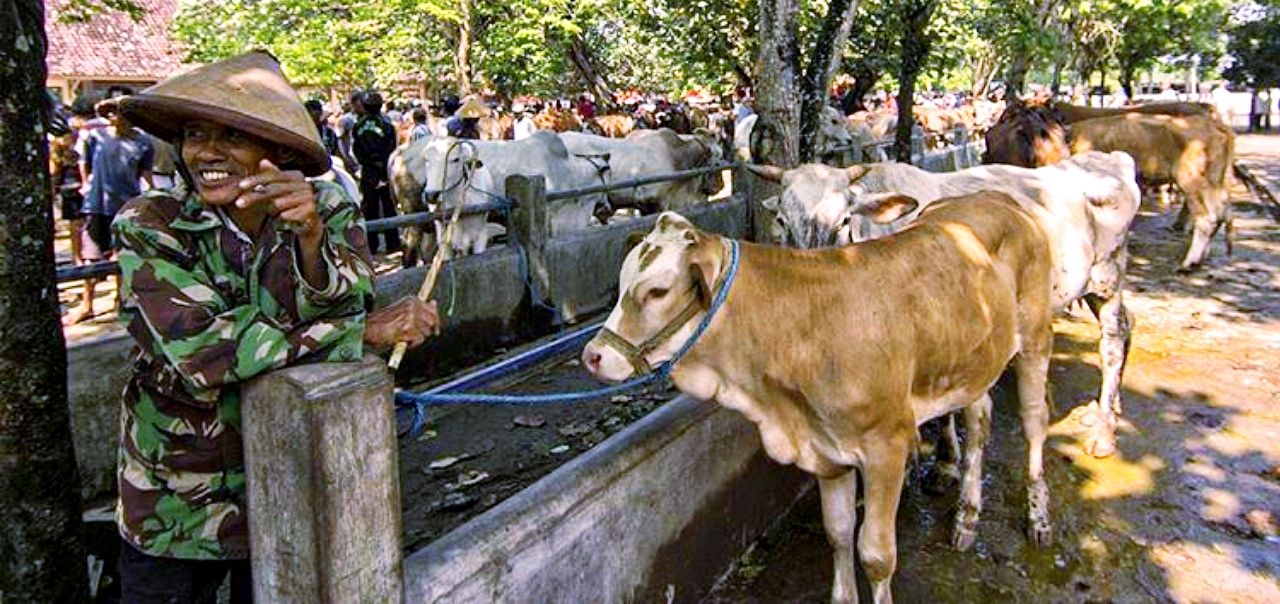 Harga Sapi Jelang Idul Adha 2026 Mulai Naik Kisaran 10jt Per 100kg.