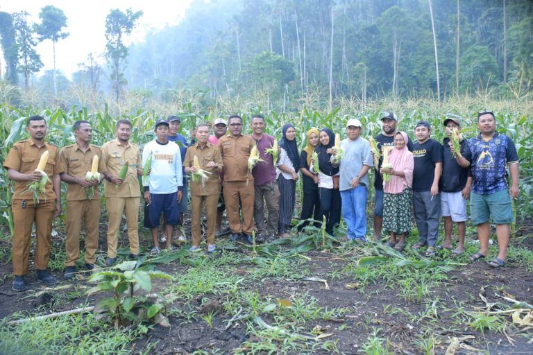 Bupati Ikram Panen Jagung di Weda, Dorong Ketahanan Pangan