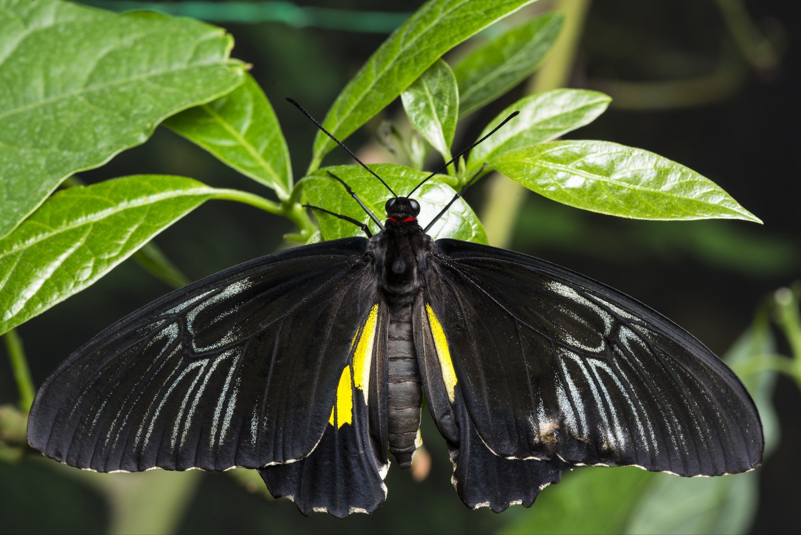 5 Arti Mimpi Kupu-kupu Hitam Menurut Primbon Jawa, Pertanda Apa?