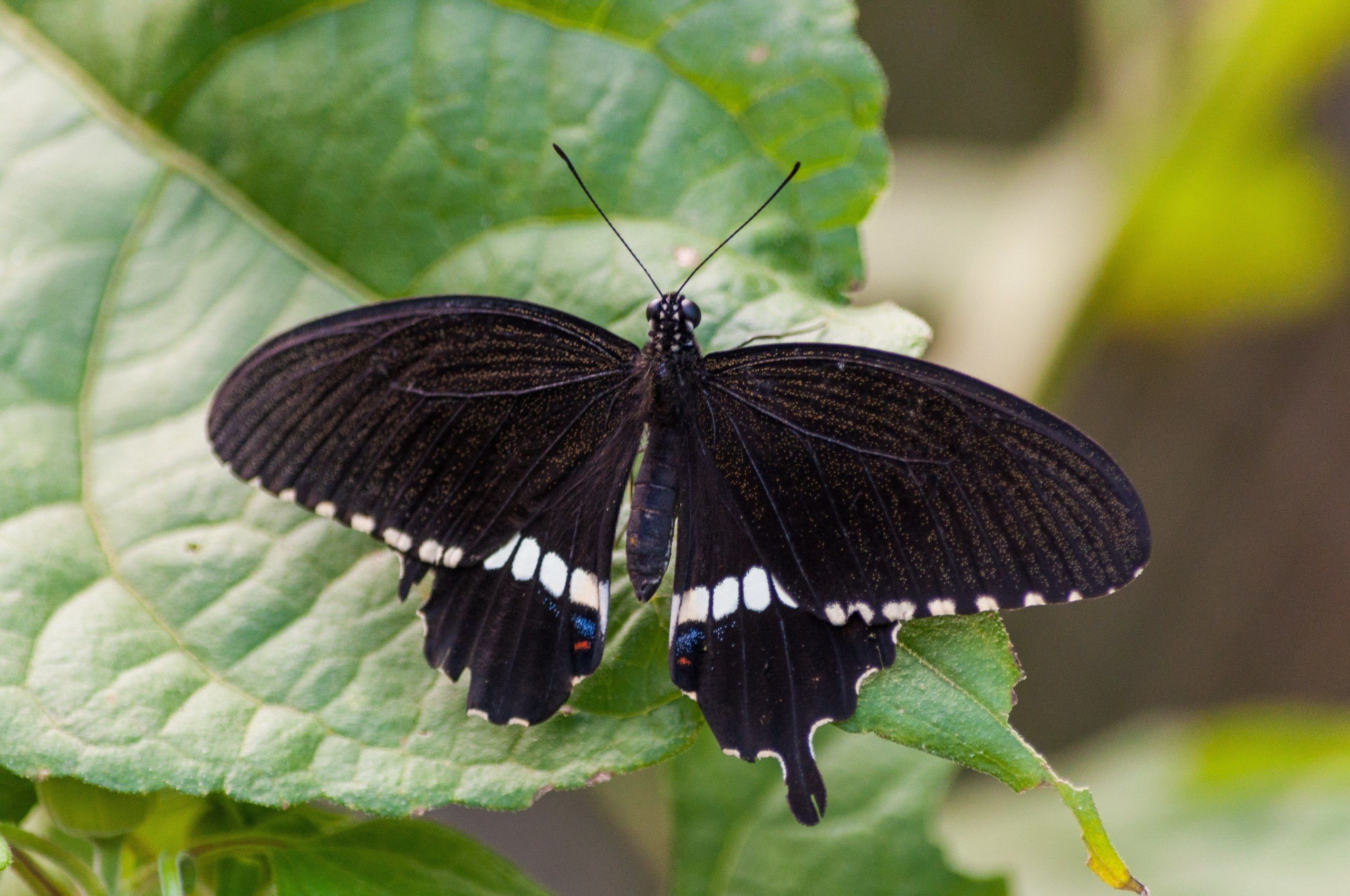 5 Arti Mimpi Kupu-kupu Hitam Menurut Primbon Jawa, Pertanda Apa?