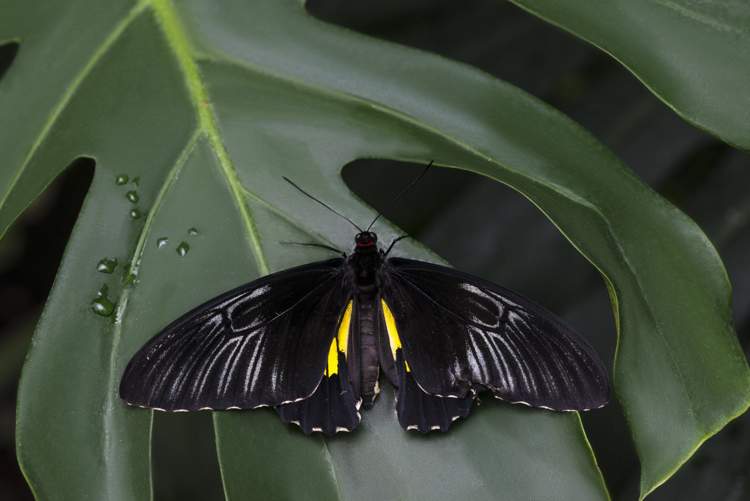 5 Arti Mimpi Kupu-kupu Hitam Menurut Primbon Jawa, Pertanda Apa?