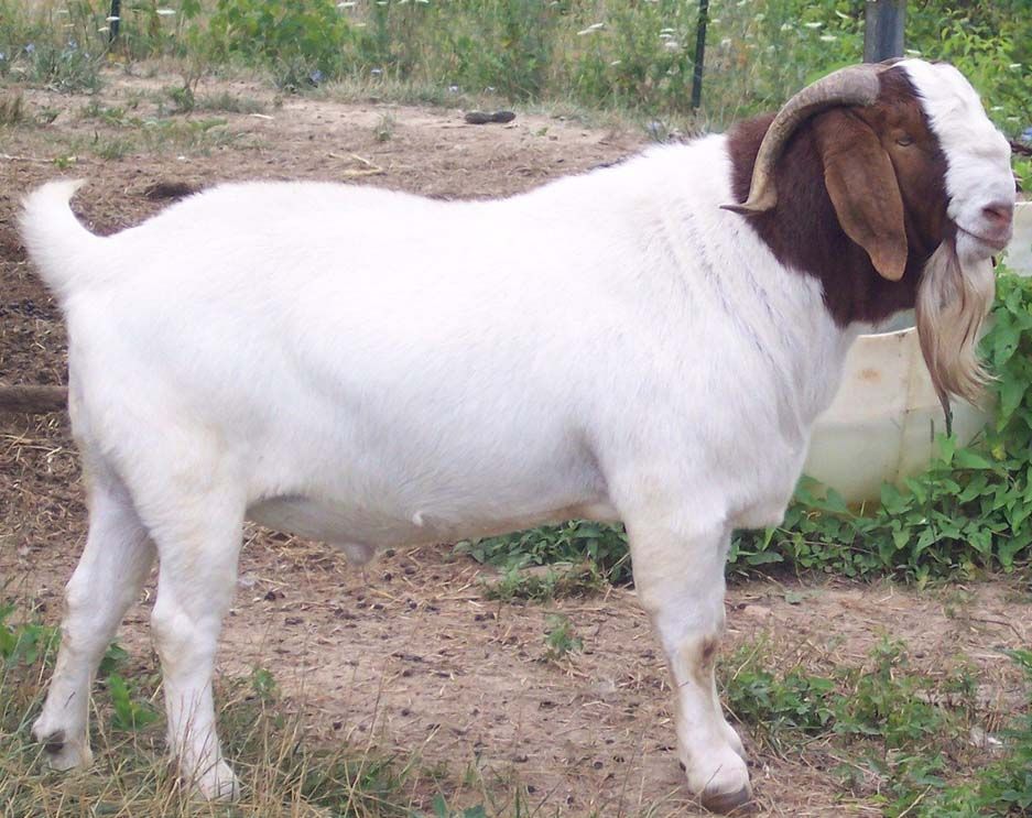 Apakah Kambing Kurban Harus Jantan? Simak Syarat dan Hukum Lengkapnya
