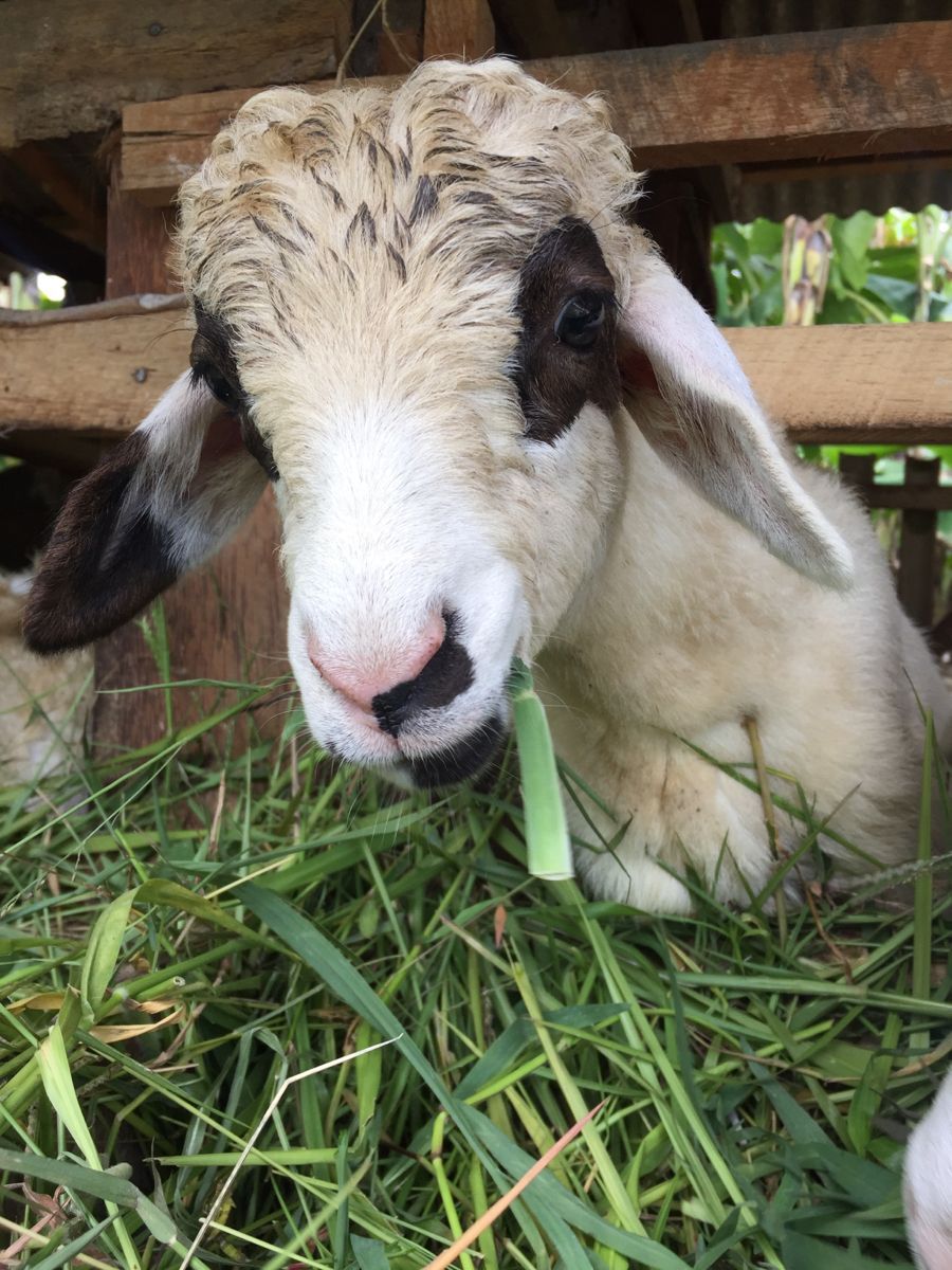Kambing Siap Kurban Usia Berapa? Simak Syarat Sah dan Cara Ceknya