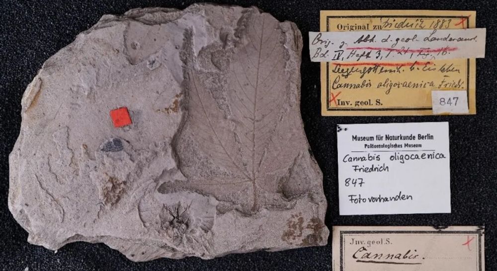 Fosil Cannabis Tertua Ditemukan di Jerman, Usianya 56 Juta Tahun