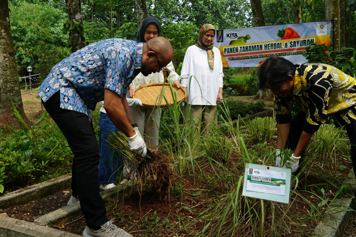 Urban Farming di Kampus, Vokasi UI Gelar Panen Tanaman Herbal 2026