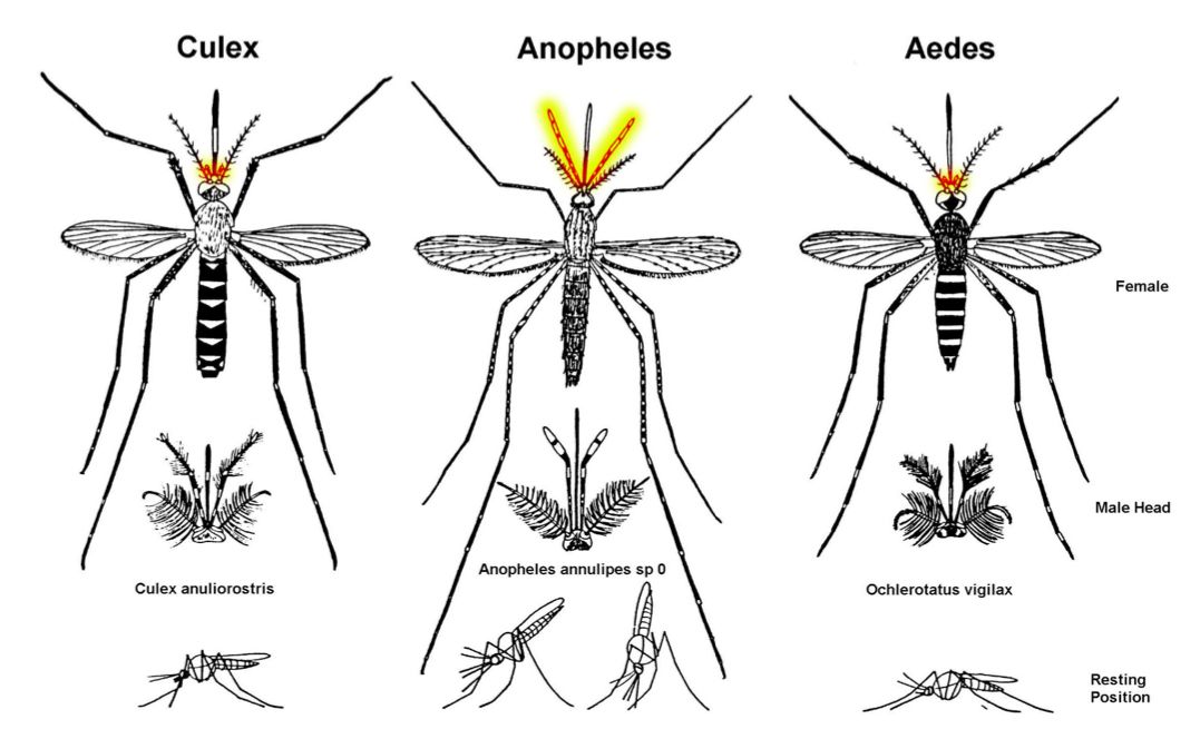 Mengenal Nyamuk Anopheles: Vektor Utama Malaria dan Bedanya dengan Aedes aegypti
