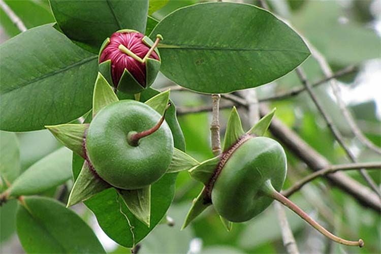 Ragam Buah Khas Jambi yang Eksotis dan Wajib Masuk Daftar Icip!