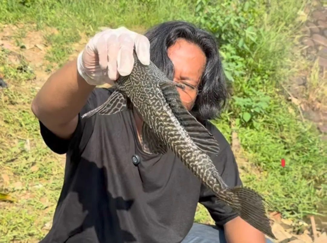 Solusi Invasif Ikan Sapu-Sapu: Tak Cukup Dimusnahkan, Harus Dimanfaatkan