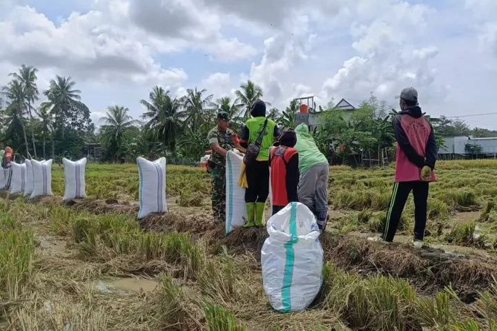 Babinsa Turun ke Sawah Dampingi Petani Panen Padi di Wajo