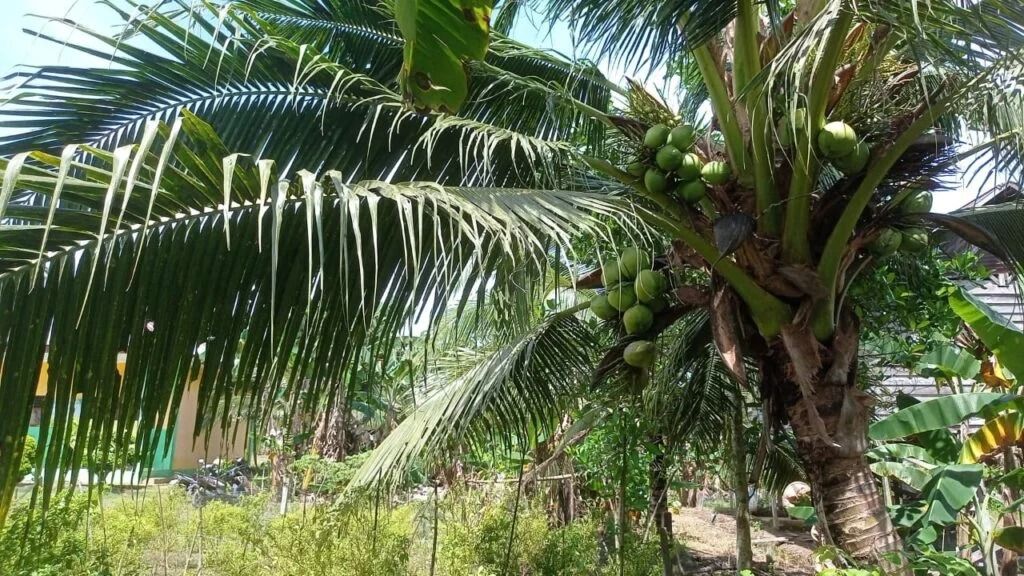 Kelapa Pandan Wangi Nunukan Diyakini Berkhasiat
