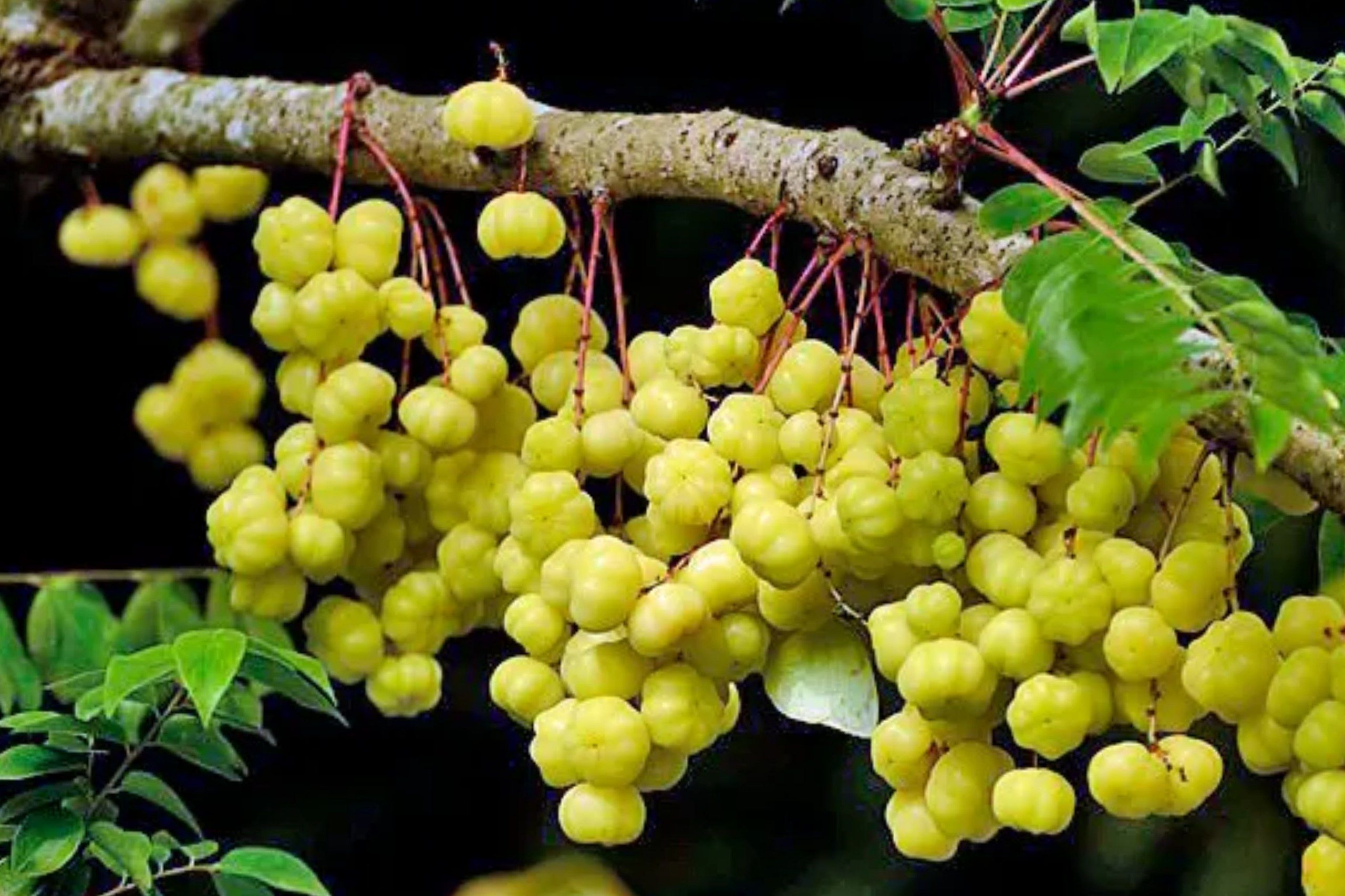7 Manfaat Buah Cermai untuk Kesehatan yang Jarang Diketahui