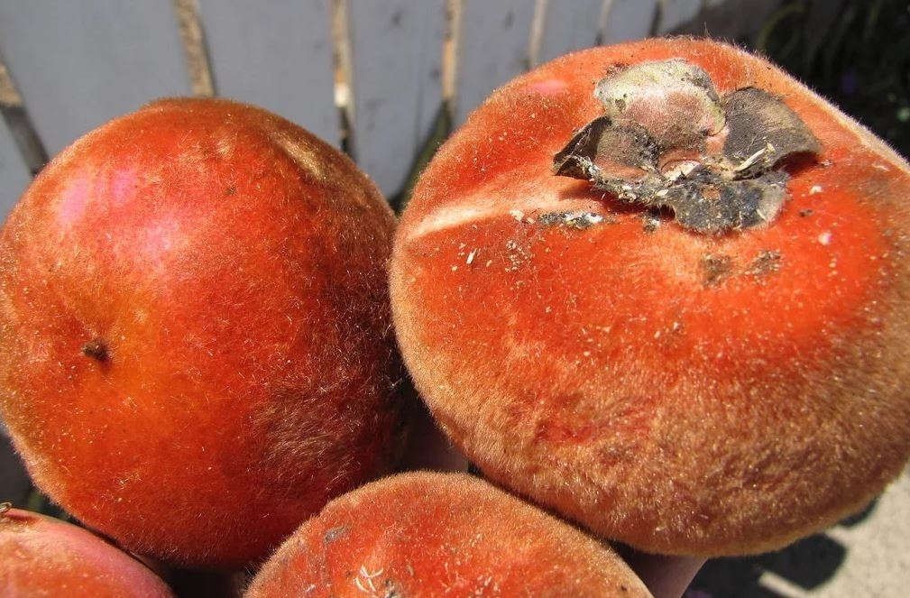 7 Manfaat Buah Bisbul untuk Kesehatan, Kaya Vitamin dan Antioksidan