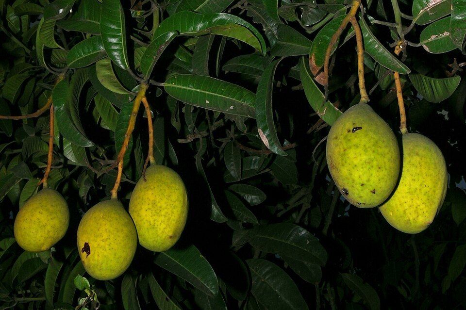7 Manfaat Buah Kuweni untuk Kesehatan yang Jarang Diketahui