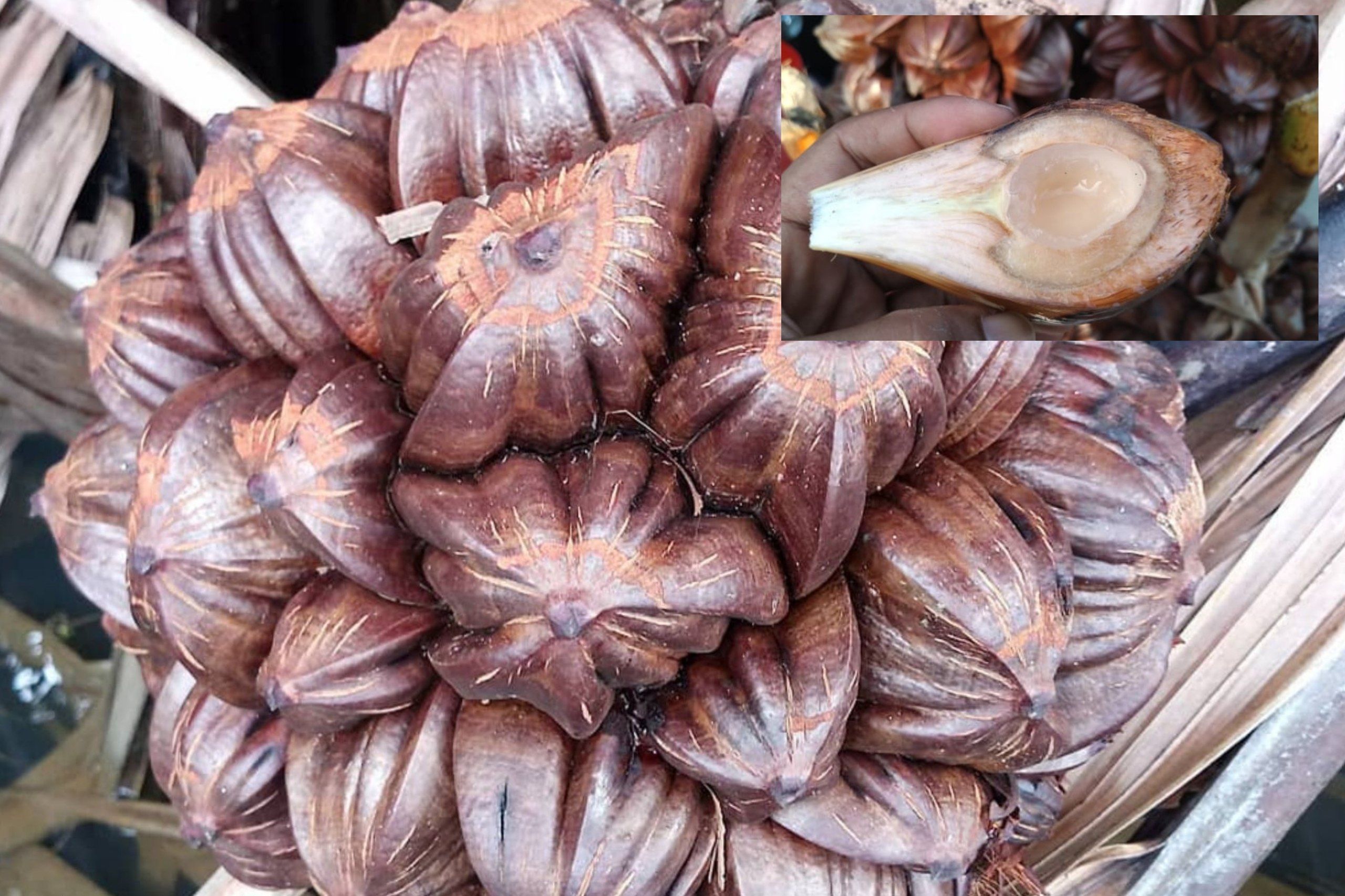 7 Manfaat Buah Nipah untuk Kesehatan, Bantu Jaga Gula Darah