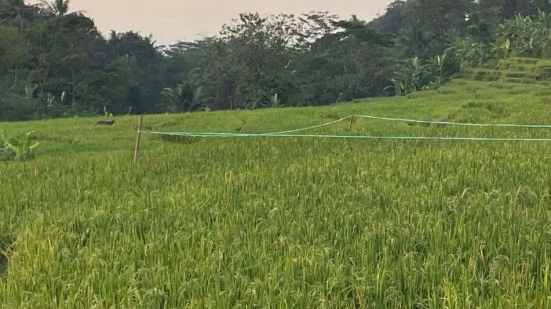 Hingga April 2026, Bulog Cirebon Serap 159.047 Ton Gabah dari Petani