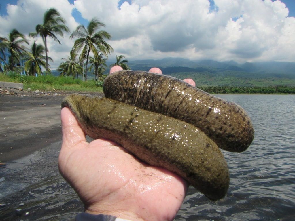 7 Manfaat Teripang untuk Kesehatan, Hewan Laut Kenyal Kaya Khasiat